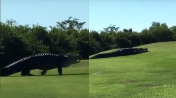 فيديو: تمساح عملاق يفاجئ لاعبي غولف في فلوريدا