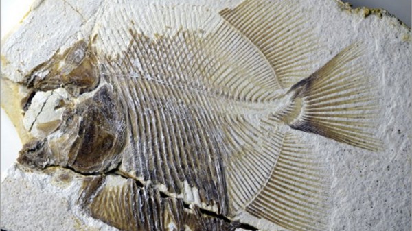 تهاجم الحيوانات حتى الديناصور.. اكتشاف سمكة عاشت قبل 150 مليون سنة