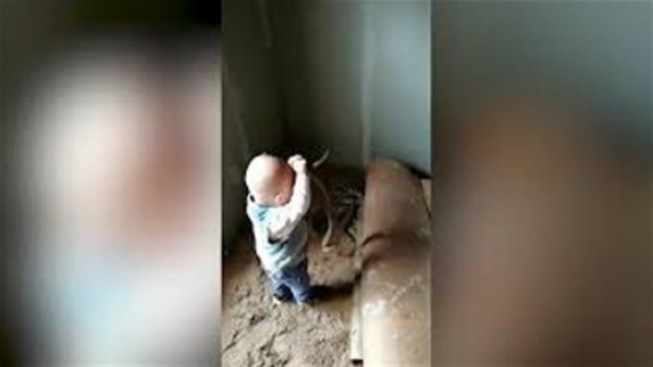 مشهد مرعب لطفل رضيع يتصارع مع الأفاعي