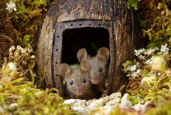 مصور يصمم بيتا لعائلة فئران في حديقة منزله ويُبدع في تصويرهم