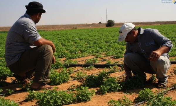 كلّنا نزرع: انطلاق حملة "ازرع بذرة في مناطق ج" لمناصرة المزارعين الفلسطينيّين