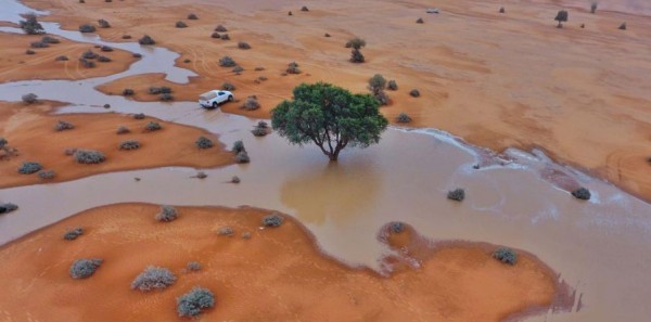 فيديو مهيب لإبل بصحراء السعودية تسير تحت المطر يجذب آلاف المشاهدات