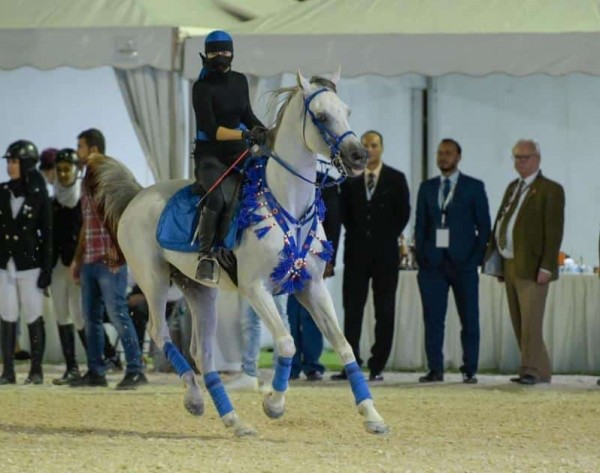 الفارسات السعوديات يستعرضن مهاراتهن بمهرجان الخيل العربية