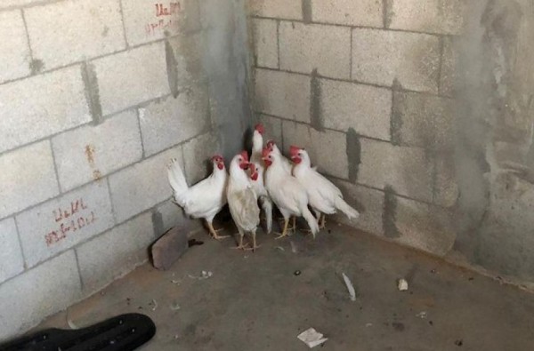 الجيش الإسرائيلي يستخدم الدجاج في تدريباته العسكرية