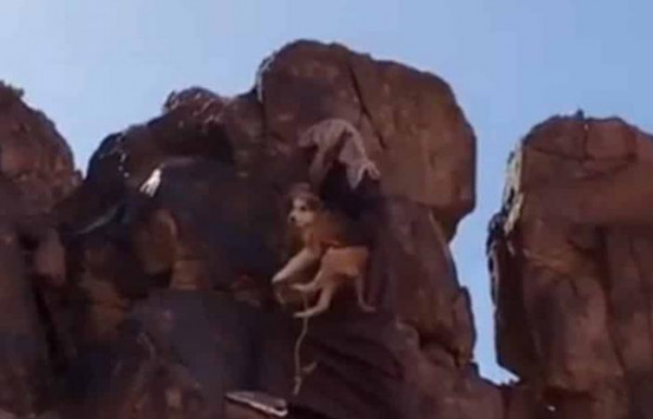 مشهد مؤثر..سعودي يُنقذ كلباً من موقف خطير: هذا ما فعله عندما رآني