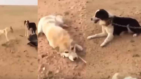 صادم.. شاهد لحظة العثور على كلبين مقيدين بالسلاسل والحبال في الصحراء بالسعودية