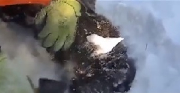 مشهد مؤثر.. لحظة إنقاذ كلب من الموت متجمدًا بمنطقة جليدية