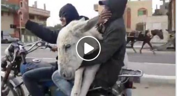شاهد: مواطنان يحملان حمارًا عبر دراجة نارية بغزة