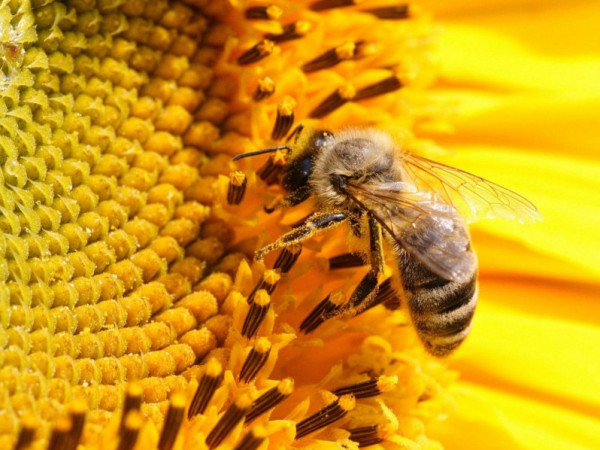 النحل - إطلاق ميثاق جودة عسل النحل الفلسطيني والدليل الإرشادي 9998936347