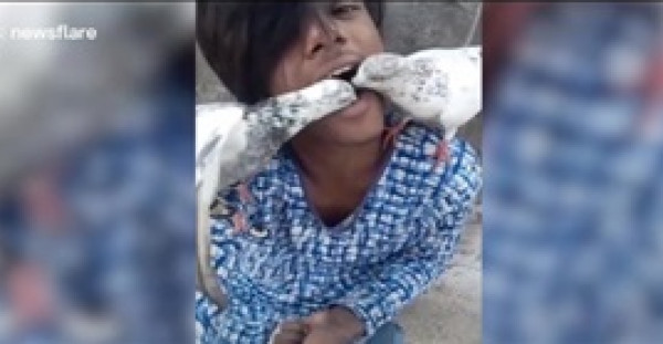 شاهد: رجل هندي يطعم الحمام من فمه