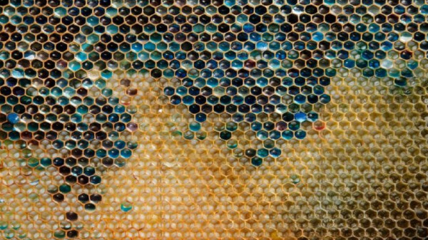 نحل يثير حيرة مربو النحل.. ينتج عسلاً أزرق