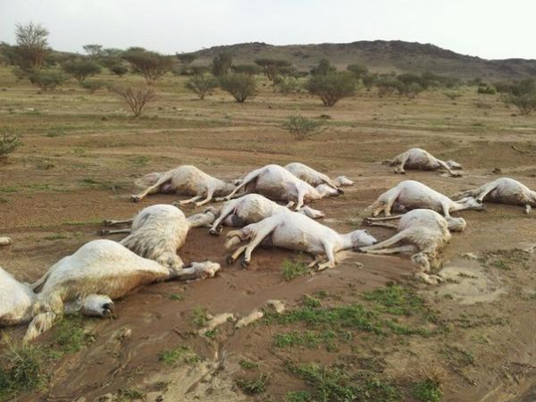 وسط حالة خوف شديدة.. الطاعون يقتل آلاف المواشي بالجزائر