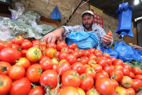 شاهد: ارتفاع أسعار البندورة في أسواق غزة ومطالبات بوقف التصدير للخارج