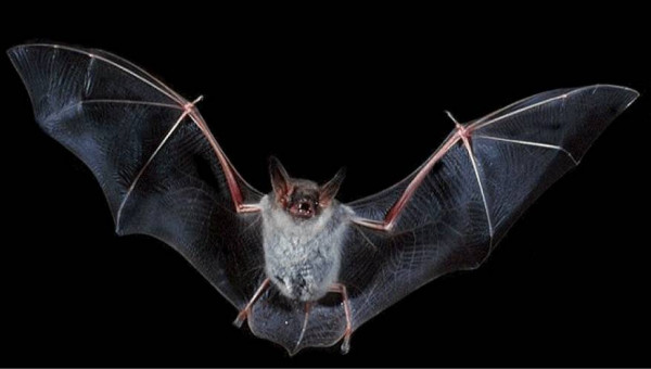 سم الخفافيش مصاصة الدماء مفتاح نجاة الكثيرين من الأمراض الخطيرة