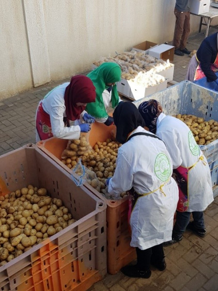 البدء بتصدير أول شُحنة من البطاطس الصناعية من غزة إلى دولة الكويت
