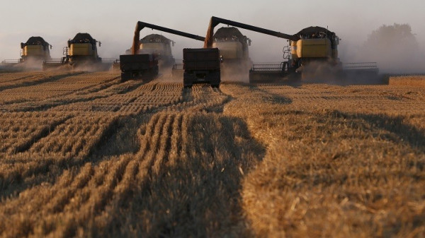 سوريا تعلن شراء 200 ألف طن من القمح الروسي في مناقصة عالمية