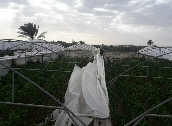 More than $ 350,000 in financial losses to farmers in the Gaza Strip