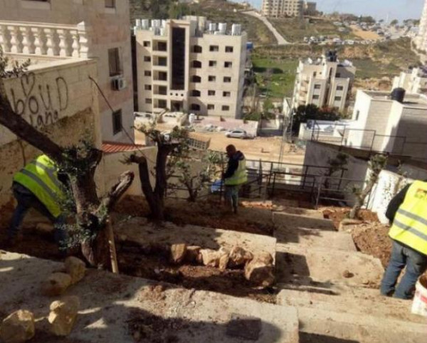 مخالفة تصل لثلاثة آلاف دينار لمن يقطع الأشجار المُعمرة برام الله
