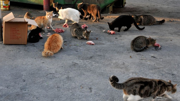 20 قطة تأكل جثة عجوز قام بتربيتها في القاهرة بعد وفاته