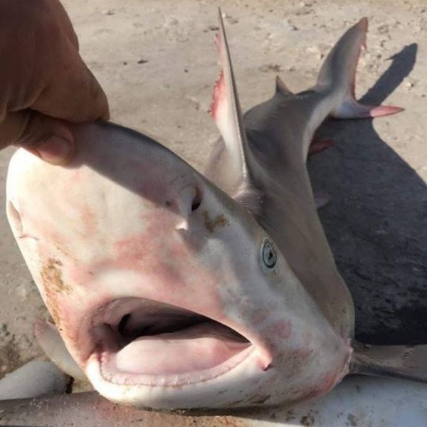 شاهد: اصطياد 60 سمكة قرش من بحر قطاع غزة