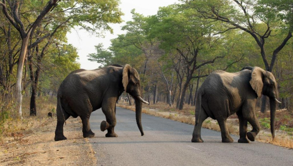 شاهد: فيلة تهاجم حافلة ركاب