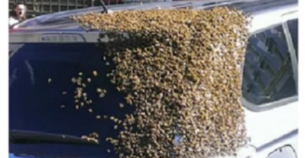 شاهد: كمية هائلة من النحل تهاجم سيارة رجل صيني