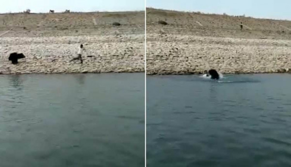 لحظة مرعبة بالهند.. شاهد: دب أسود يطارد رجل ويسقطه في المياه ويفترسه