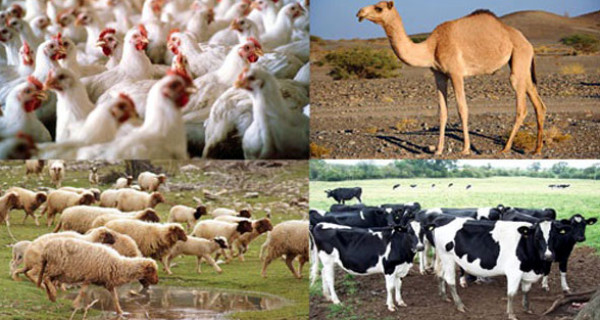 الزراعة: سنُخفض الرسوم المفروضة على مستلزمات الإنتاج الحيواني بغزة