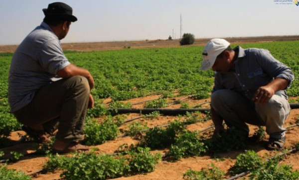 وزارة الزراعة تؤكد على وفرة المنتجات الزراعية خلال شهر رمضان