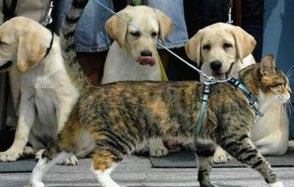 شاهد: قطة "شجاعة" تقهر 6 كلاب