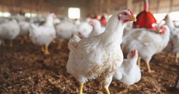 الزراعة بغزة تكشف أسباب استيراد "الدجاج المُبرّد" إلى القطاع
