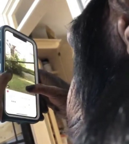 ملايين المشاهدات لمقطع "شامبانزي" يستعرض صورًا من هاتف ذكي