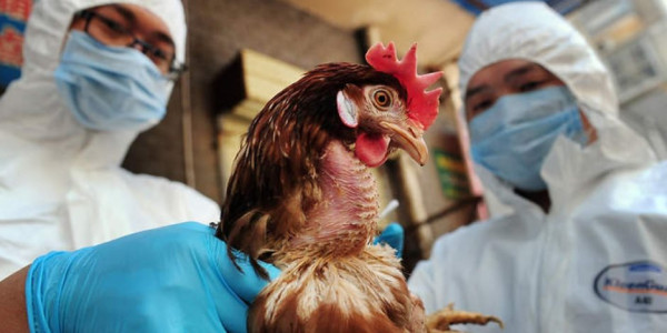 هل انتشر انفلونزا الطيور مجدداً في إسرائيل؟