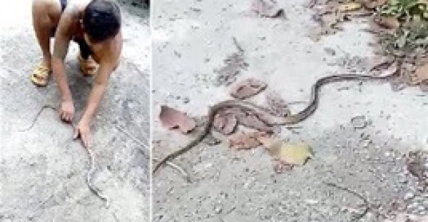 رجل جريء يجري إنعاش قلب لثعبان في مشهد مذهل