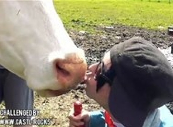 السلطات النمساوية تحذر من تحدي تقبيل الأبقار