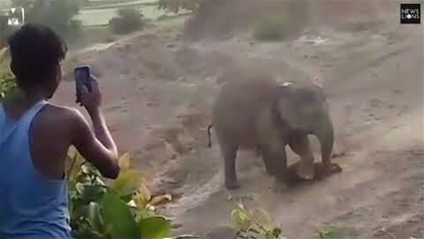 شاهد.. فيل يدهس رجلًا حتى الموت بعد رشقه بالحجارة
