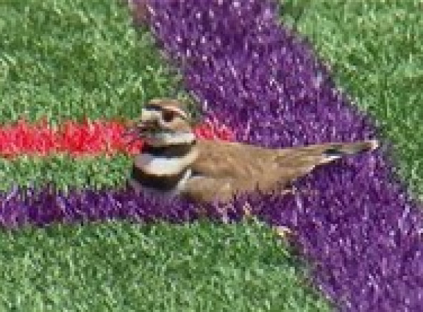 طائر يغلق ملعب كرة قدم بعد وضع بيوضه على العشب