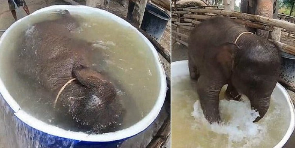 فيديو طريف.. هل رأيت فيلًا يستحم في إناء؟
