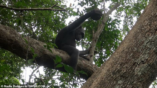 الدهشة تنتاب الباحثين.. رصد قرود الشمبانزي أثناء افتراسها سلحفاة حية في الجابون