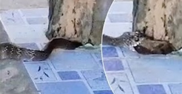 ثعبان ينقض على فأر يختبئ تحت شجرة في مشهد مرعب