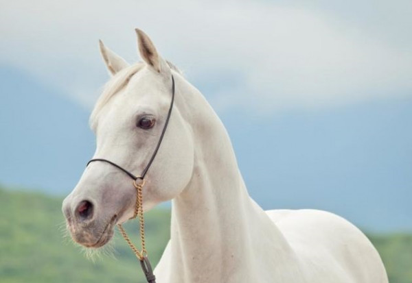 شاهد: الخيول العربية الأصيلة في السويد | دنيا الوطن
