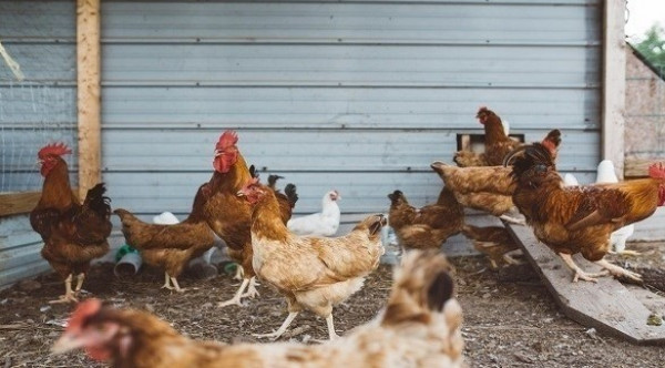 ثري يسرق الدجاج والبط لتعبئة سيارته بالوقود
