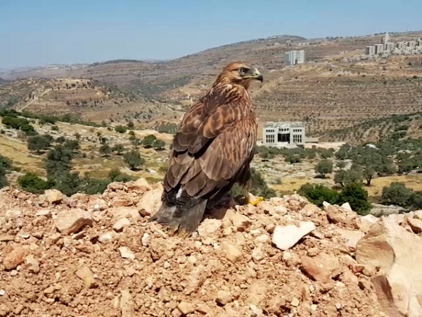 جمعية "طبيعة فلسطين" تُعيد للطبيعة طائراً مُهدداً بالانقراض
