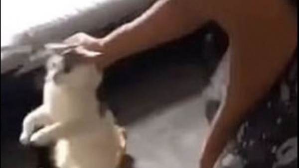 جرها من عنقها وضرب رأسها في الأرض.. رجل يعذب قطة بقسوة