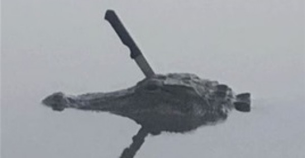 لقطات محيرة لسكين يخترق رأس تمساح يسبح في بحيرة