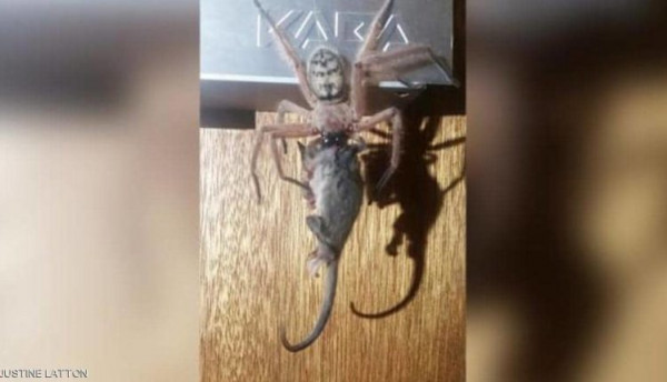 صورة ترصد حدثا نادرا.. عنكبوت يصطاد فأرا قزماً ويلتهمه