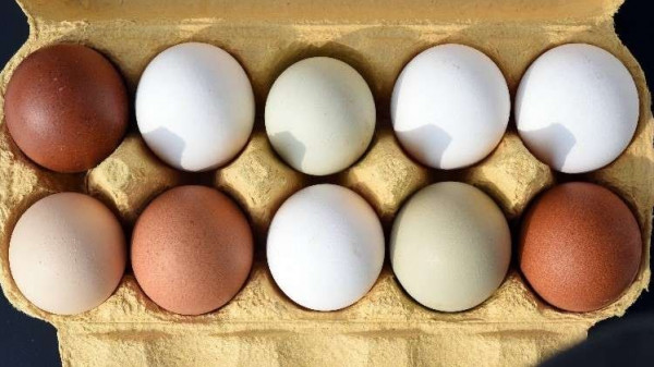الضفة: مزارعون أتلفوا البيض بدل بيعه بالرخيص.. وفحوصات الوزارة كشفت الكثير