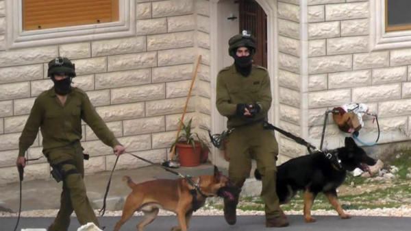 إسرائيل تُعالج "كلابها" القلقة بسبب "غزة" بالحشيش