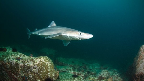 اكتشاف علاج مذهل لمرض غير القابل للشفاء من كبد سمك القرش