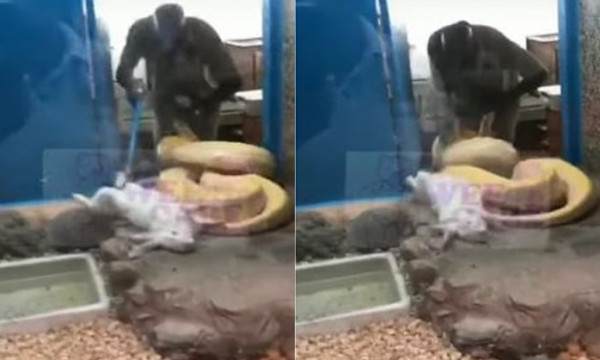 ثعبان جائع ينقض على عامل حديقة حيوانات بدلا من الأرنب